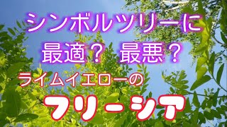 シンボルツリーに最適❓最悪❓フリーシア [upl. by Kalam]