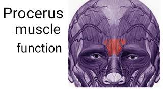 function of procerus muscle [upl. by Earahc]