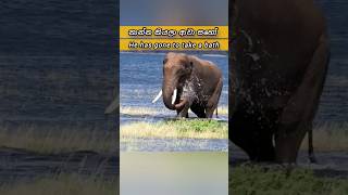 He has gone to take a bath  නාන්න කියලා බ්‍රෝ trending shortsvideo adventure animals elephant [upl. by Ayetal757]