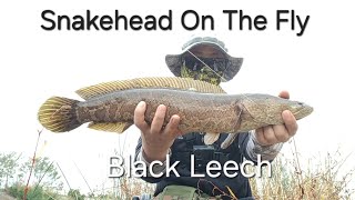 Fly Fishing  Snakehead On The Fly 가물치 플라이 낚시 [upl. by Dione]