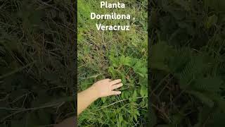 conociendo la planta dormilona en Veracruz [upl. by Ebenezer51]