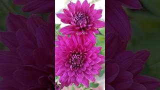 beautiful flower Shortvideo please subscribe [upl. by Lynsey]