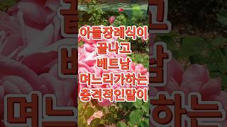 아들장례식이 끝나고 베트남 며느리가 충격적인 말을 하는데 [upl. by Helaine]