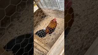 Rooster round head cabeza redonda roosters youtubeshorts birds shorts gallosdecombate zoo [upl. by Ruscio]