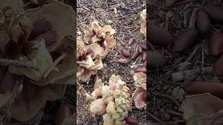 Pinyon Pine Nuts Near Kennedy Meadows sierranevadamountains nature sierranevada wilderness [upl. by Olmsted]