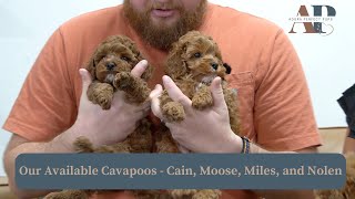 Our Available Cavapoos  Cain Moose Miles and Nolen [upl. by Scribner]