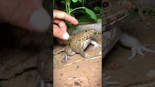 🐸🤏Funny first look at the frog  Catching a frog wants to laugh  Catch a frog for fun frog [upl. by Namilus]