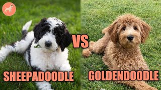 Goldendoodle VS Sheepadoodle Complete Dog Breed Comparison [upl. by Yeliah]