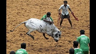 அடுத்த அப்பு Pராஜசேகர் மாடு  Palamedu Jallikattu  Alanganallur jallikattu [upl. by Allard]