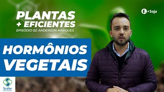 As principais funções dos hormônios vegetais na soja Websérie Plantas mais Eficientes  EP02 [upl. by Akkin]