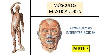 Aponeurosis interpterigoidea  BiologiaXXI [upl. by Assilam221]