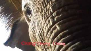 Thai Elephant Song Thai Kareoke amp English version [upl. by Yenots]