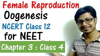 Oogenesis class 12  CBSE biology lecture for NEET exam preparation [upl. by Atlee]