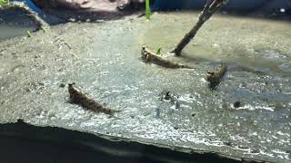 Mudskippers in tidal mudflat aquarium [upl. by Diao]