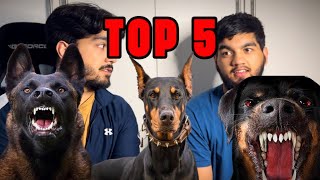 Top 5 Protection Dog Breeds [upl. by Ecirtahs]