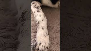 Bester Wachhund der Weltfunny fun fyp dog [upl. by Ravi759]