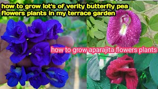 how to grow butterfly pea flowers plants lots of verity in my terrace lots of verity aparajita [upl. by Uhn]