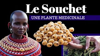 Découvrez les Pouvoirs du Souchet  Plante Africaine aux Tubercules Bienfaisants [upl. by Kushner283]