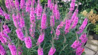 lythrum Plant Pond Plant In bloom Help care propagation [upl. by Isadora628]