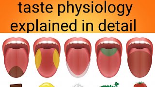 taste physiology in detailphysiology lecture 15 [upl. by Pradeep]