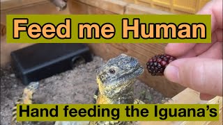 Ctenosaura Pectinata Spinytailed Iguanas meet Blackberry Treats [upl. by Einaled]