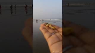 ঝিনুক কুড়িয়ে আনলাম shortsvideo love nature  beautiful viralreels viralshorts dailyvlog [upl. by Euqinad]