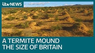 Termite mounds covering area size of Britain found in Brazil  ITV News [upl. by Ardnoyek784]