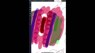 ParaxialSclerotome Myotome and Dermatomes  intermediate part and Lateral  parietal and visceral [upl. by Philine]