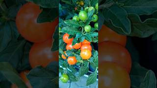 Solanum pseudocapsicum [upl. by Ashlie]