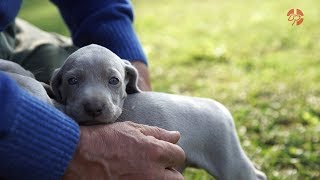 Allevamento Weimaraner Gli angeli di Casa Zanella Dogbauer it [upl. by Arreis]