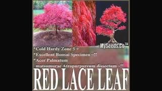 Red Lace Leaf Japanese Maple  ACER palmatum matsumurae Atropurpureum dissectum SEEDS on MySeedsCo [upl. by Luanne]