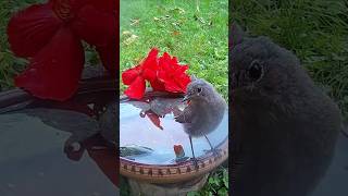 Black Redstart Shy Bath  Dūminė raudonuodegė nedrąsiai pliuškenasi birds redstart raudonuodegė [upl. by Buckels187]