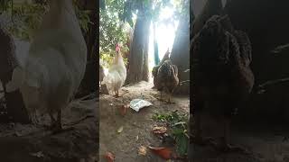 kuku song cuteanimal kukuku shortvideos bhojpurisong [upl. by Nnylyaj179]