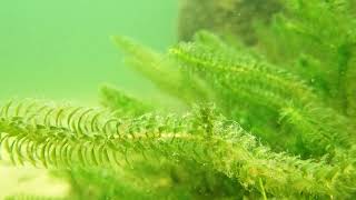 Waterpest Elodea Densa Een van de beste zuurstofplanten voor in de vijver en aquarium  vdveldecom [upl. by Tabber]