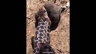 🐗 Warthog Arent Weak । Top 5 Interesting Facts About Animals। shorts wildlife facts animals [upl. by Baerl]