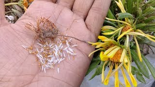 How to collect and save gazania seeds [upl. by Ninel613]