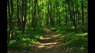 Canto melodioso degli uccelli nel bosco suoni armoniosi [upl. by Lavinie]