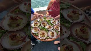 Must try on Rottnest Island Luxe Island Seafood Cruise 🥂 rottnestisland perth [upl. by Maria]