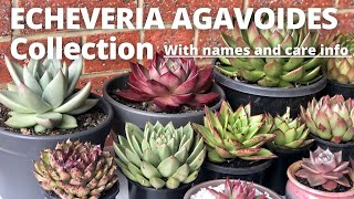 Our ECHEVERIA AGAVOIDES Collection With plant name care and guide [upl. by Anauqal334]