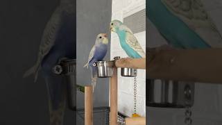 budgiegar budgerigar волнистик budgies budgiesparakeet funnyparrot birds [upl. by Paapanen]