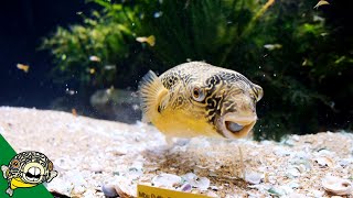 Murphy The Mbu Puffer  Aquarium CoOp [upl. by Kemeny]