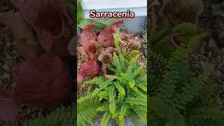 Sarracenia  Carnivorous Pitcher Plant [upl. by Norat]