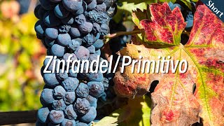 진판델  프리미티보 Zinfandel  Primitivo  와인 품종 이야기  와인 기초  와인공부 [upl. by Simeon]