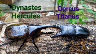 Beetle battle EPSpecial Dynastes Hercules Hercules amp Lichyi Vs Dorcus Titanus [upl. by Kingsley]