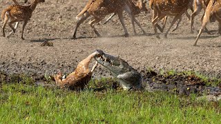 Crocodile Attack at the Watering Hole  Planet Earth III  BBC Earth [upl. by Perkins190]