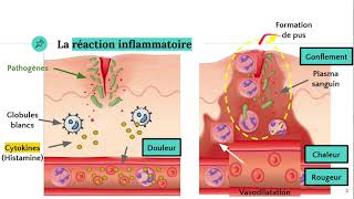 La réaction inflammatoire 🔥 [upl. by Pansie]