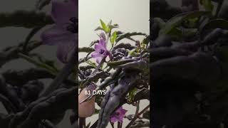 chilli growing timelapse [upl. by Atarman]