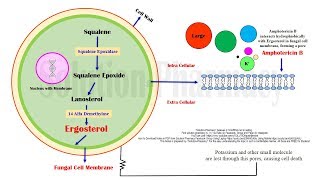 Amphotericin B Mechanism of Action  Amphotericin B Antifungal Medicines in Black Fungus Disease [upl. by Peednas623]