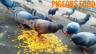 BEST AND HEALTHY FOOD FOR PIGEONS  Pigeons food  What Do Pigeons Eat [upl. by Stephi]