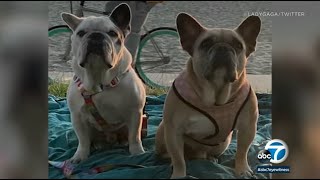 5 suspects in Lady Gaga dognapping arrested including woman who returned pets LAPD says  ABC7 [upl. by Nahtahoj800]